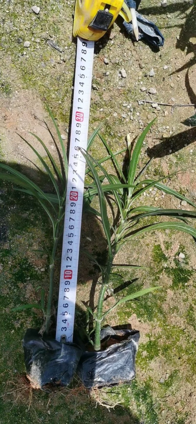 漳州市漳浦县汇景轩园林大量供应小杯粉花紫花翠芦莉