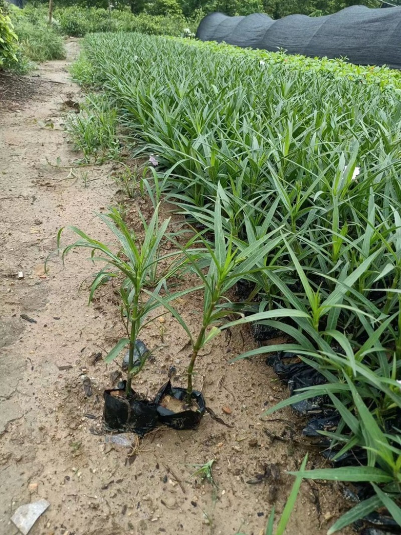 漳州市漳浦县汇景轩园林大量供应小杯粉花紫花翠芦莉