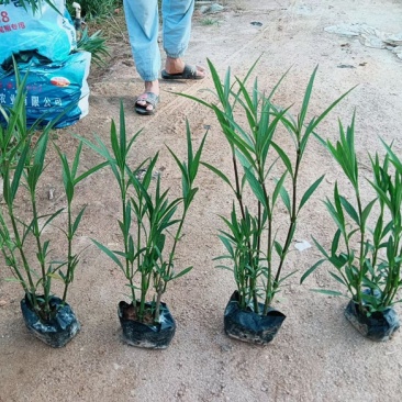 漳州市漳浦县汇景轩园林大量供应小杯粉花紫花翠芦莉