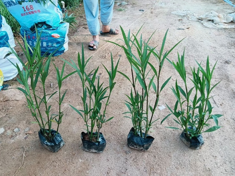 漳州市漳浦县汇景轩园林大量供应小杯粉花紫花翠芦莉