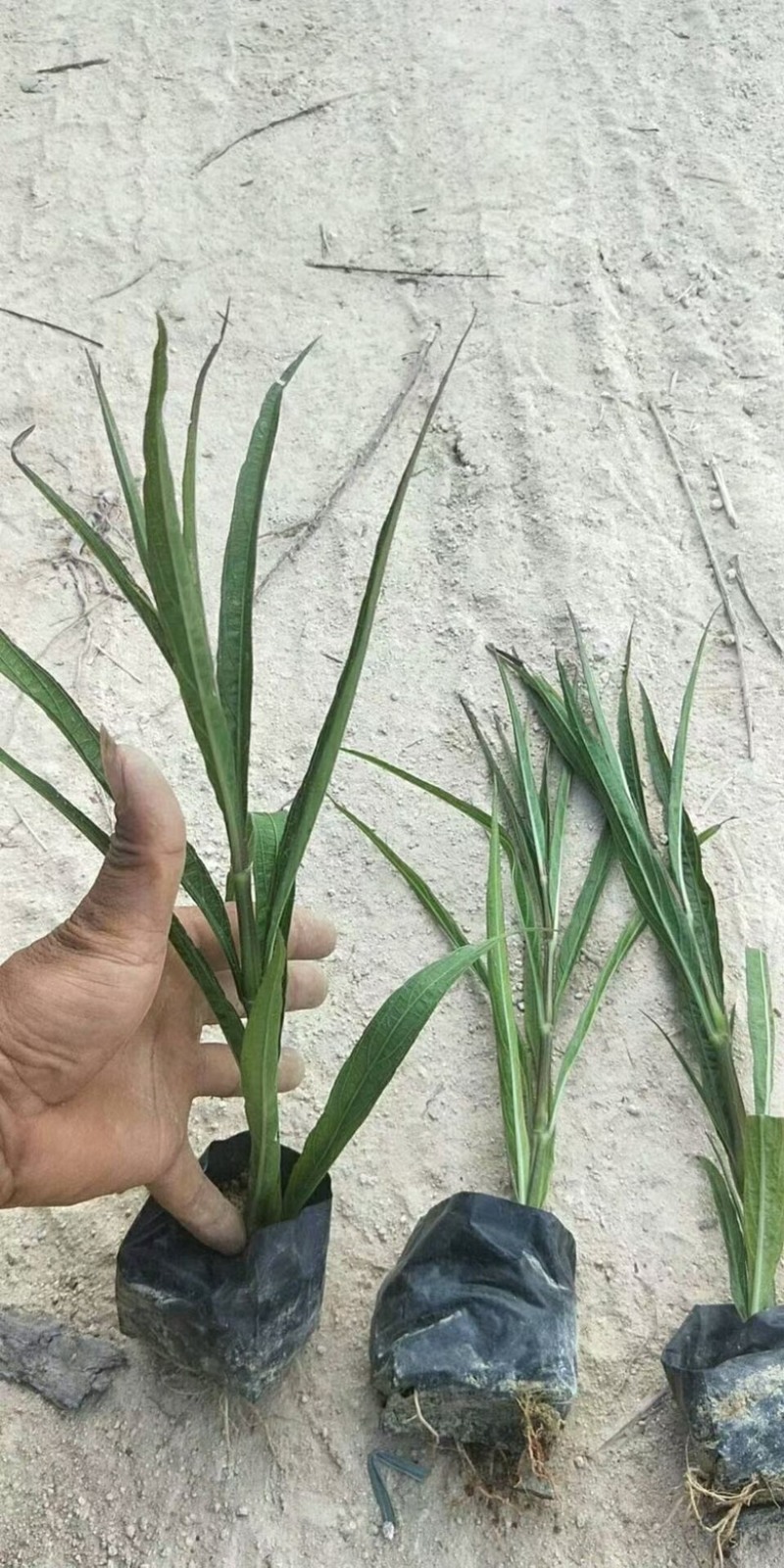 漳州市漳浦县汇景轩园林大量供应小杯粉花紫花翠芦莉