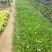 漳州市漳浦县汇景轩园林大量供应小杯粉花紫花翠芦莉