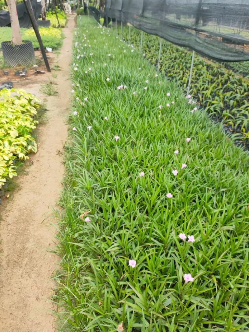 漳州市漳浦县汇景轩园林大量供应小杯粉花紫花翠芦莉