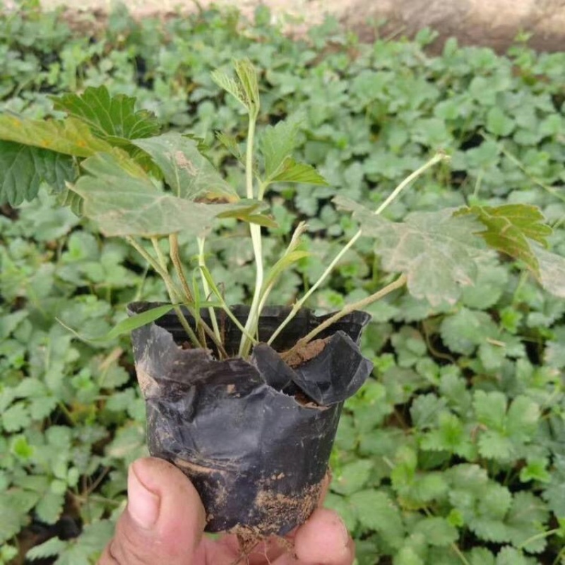 三叶委陵菜，基地直发，三叶委陵菜大量供应