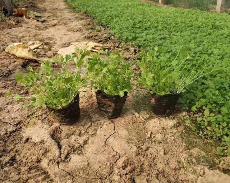 三叶委陵菜，基地直发，三叶委陵菜大量供应