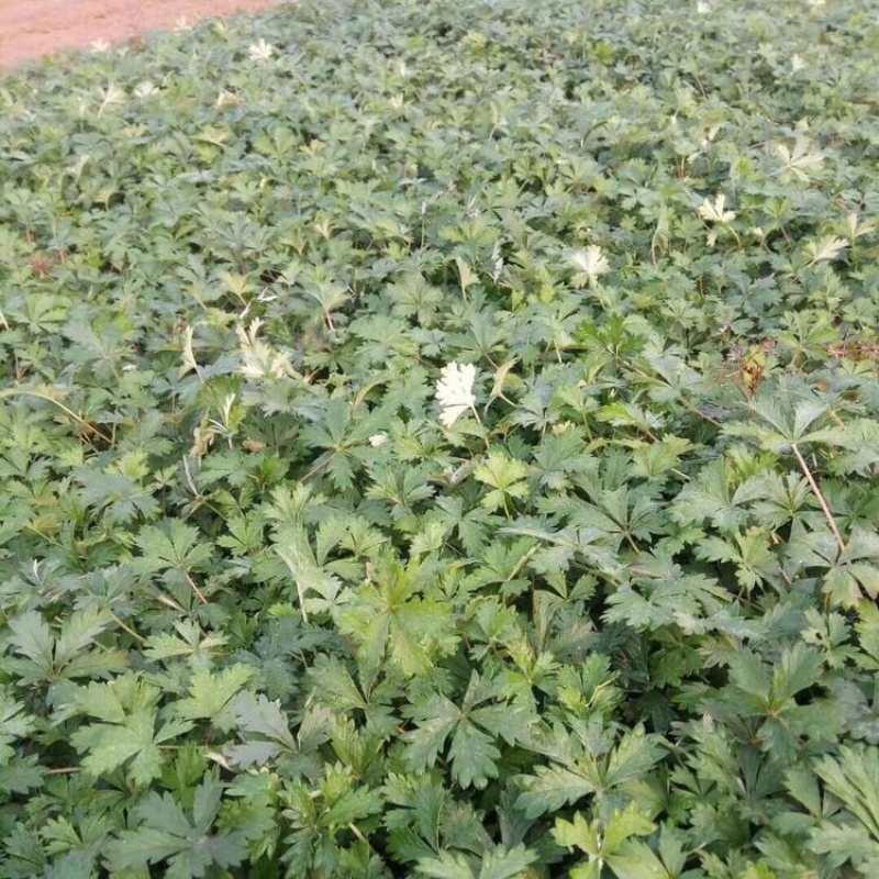 三叶委陵菜，基地直发，三叶委陵菜大量供应