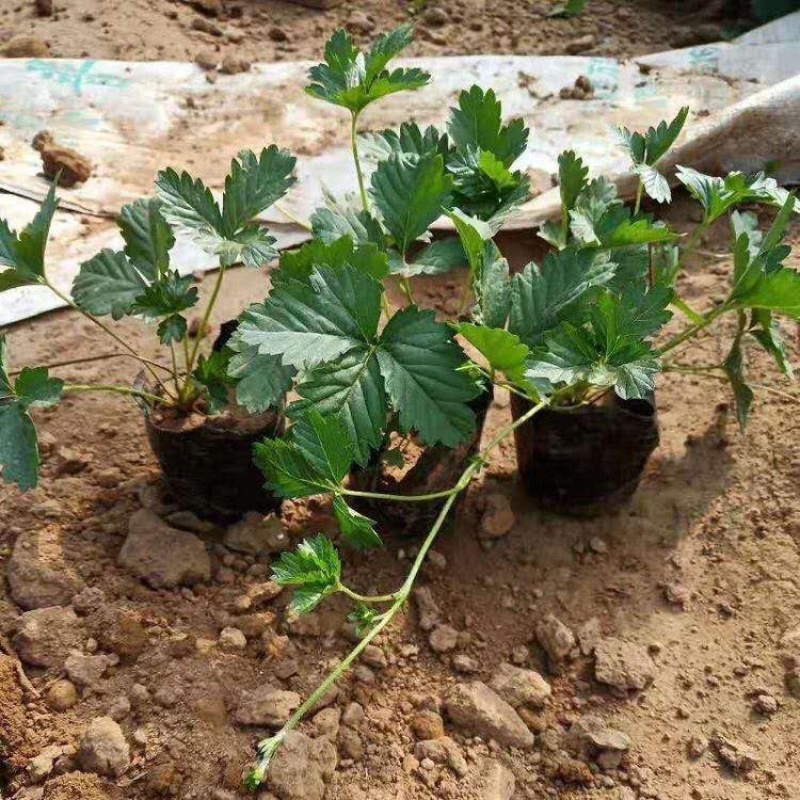 三叶委陵菜，基地直发，三叶委陵菜大量供应