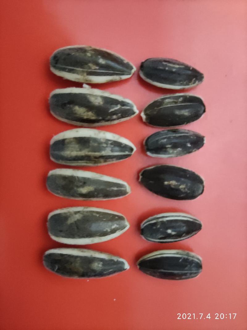 新鲜向日葵盘，30-50cm直径