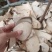 野生冷背中药材白背根无硫质量非常好批发零售