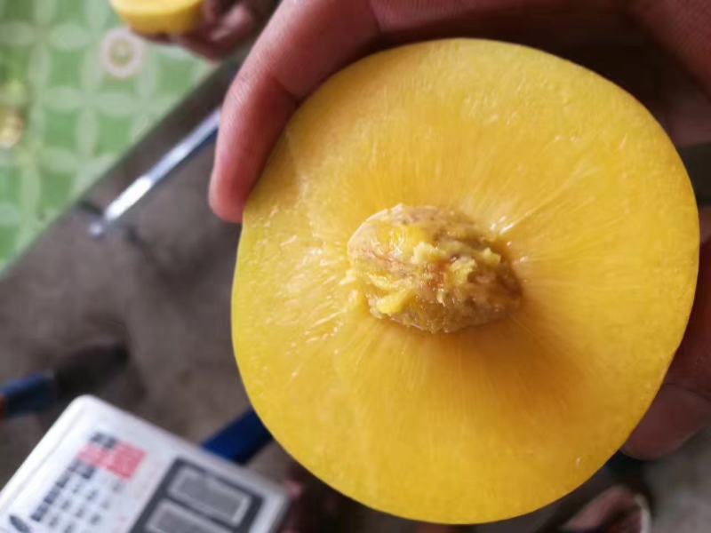 黄金冠黄桃，徐州黄金冠，