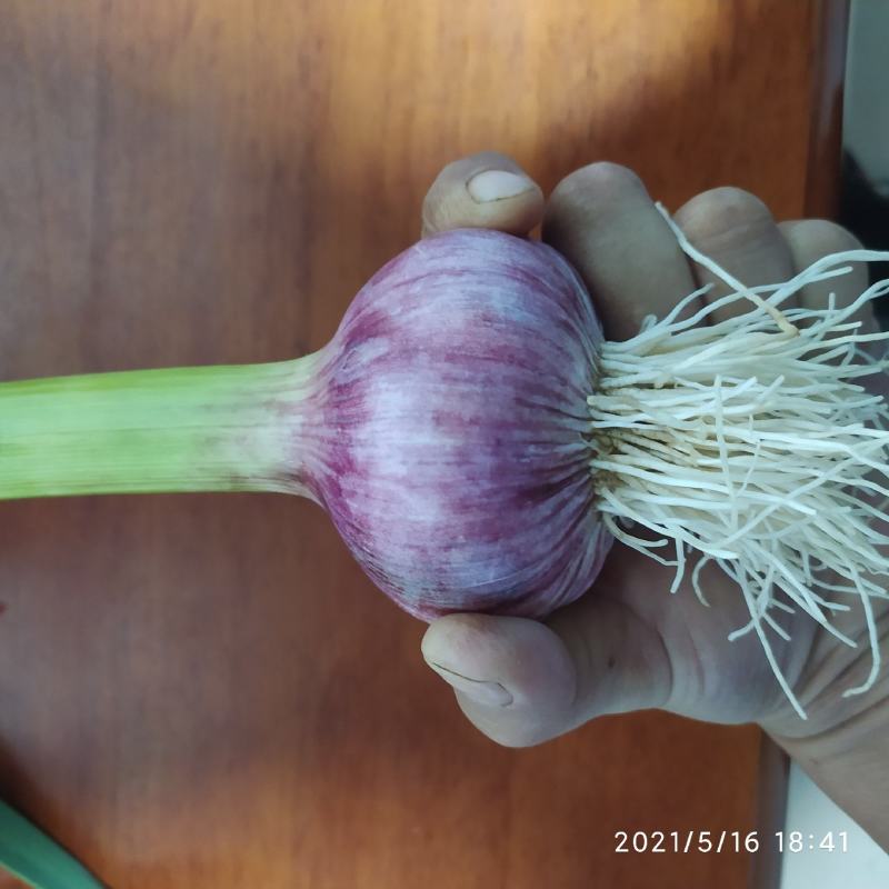 潍坊把子蒜