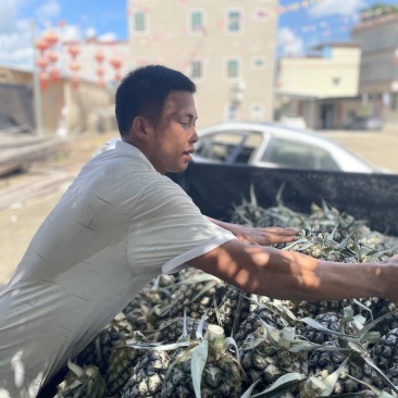 广东惠来凤梨原产地直发