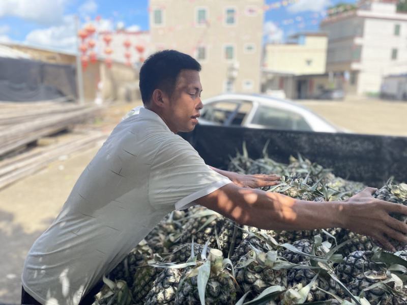 广东惠来凤梨原产地直发