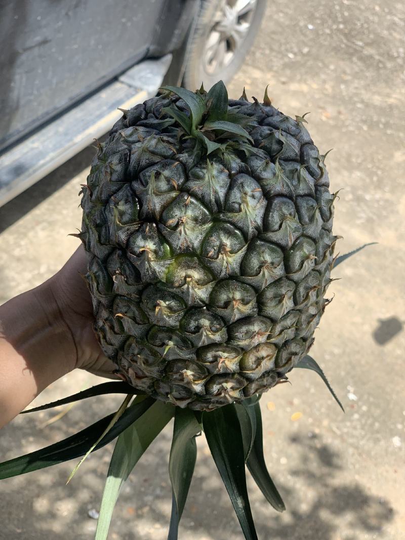 广东惠来凤梨原产地直发