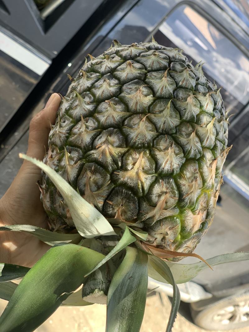 广东惠来凤梨原产地直发