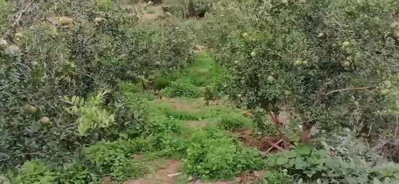 四川会理软子石榴