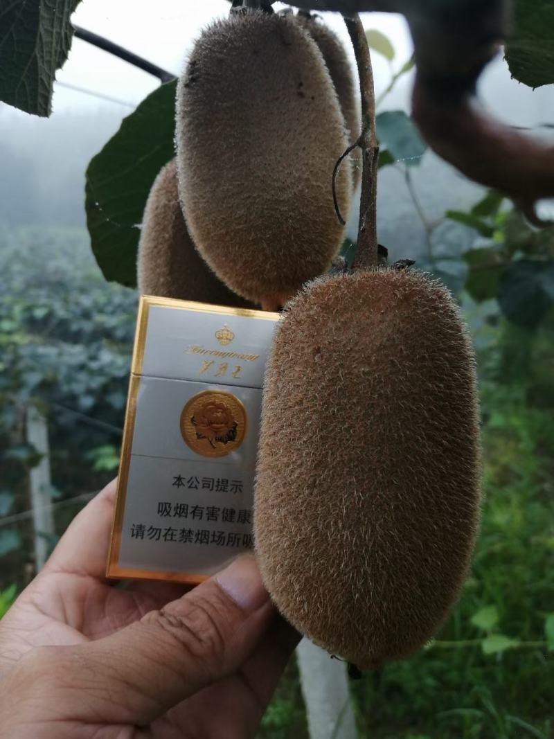 【精品米粮一号】猕猴桃专业诚信代办，支持一件代发