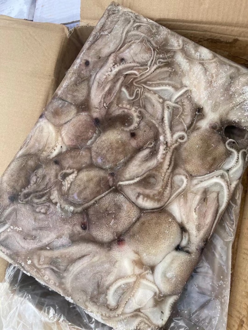 鲜活速冻无冰八爪鱼章鱼长腿爆头海鲜短腿本地八爪火锅食材