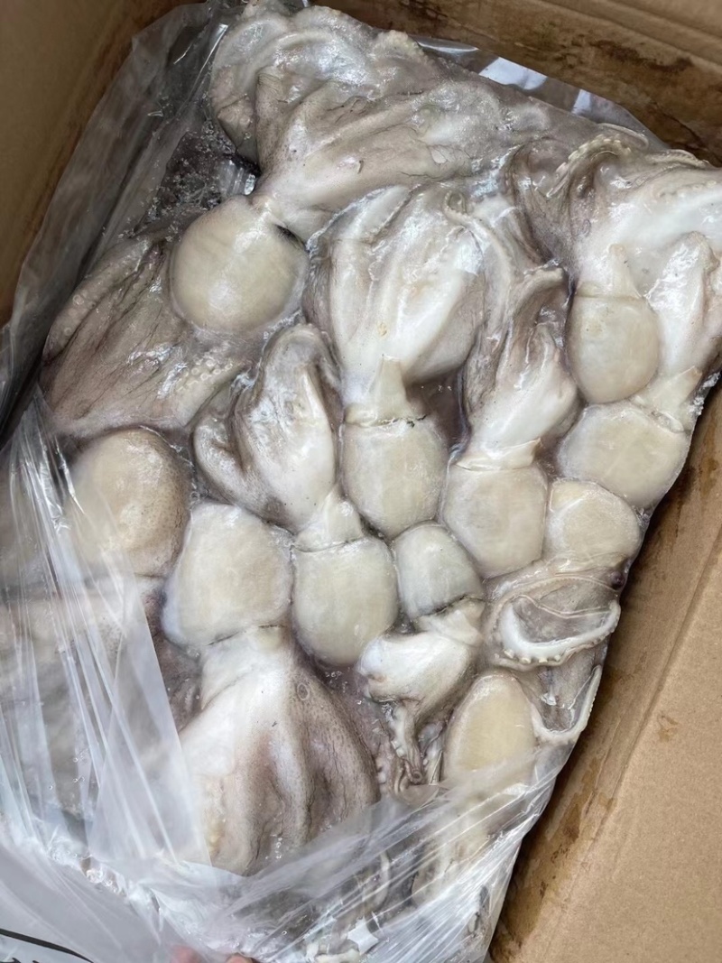 鲜活速冻无冰八爪鱼章鱼长腿爆头海鲜短腿本地八爪火锅食材