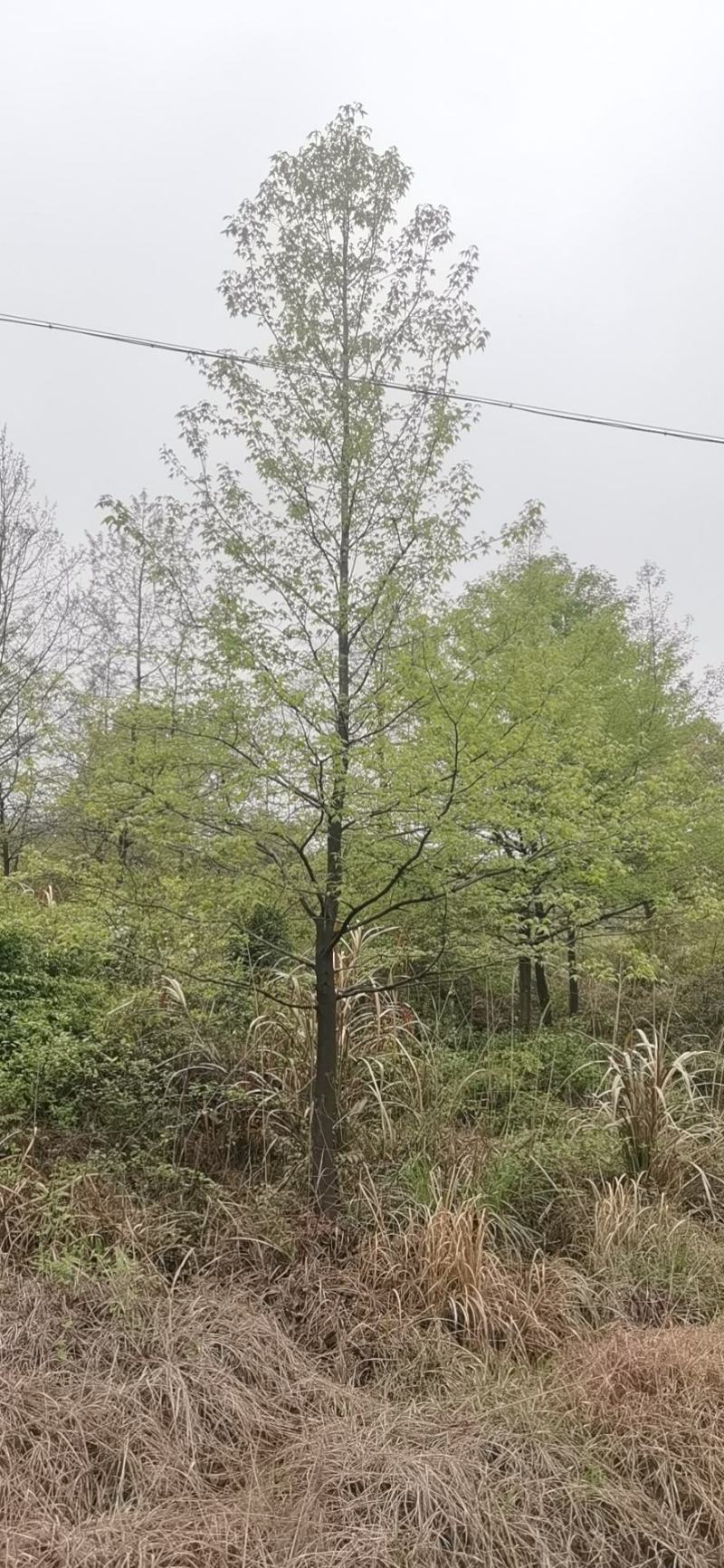 江西基地1到20公分枫香便宜出售