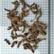 缬草光缬草常年经营冷背中药材量大从优