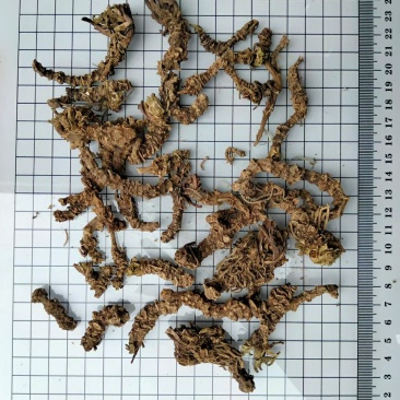 缬草光缬草常年经营冷背中药材量大从优