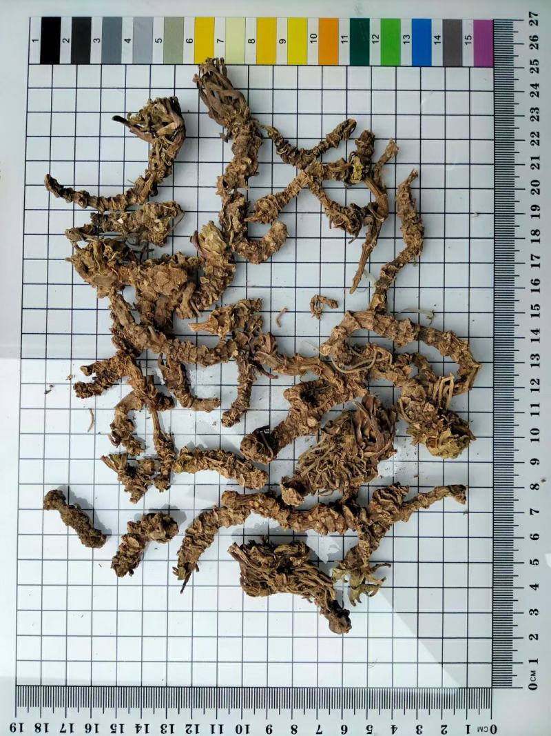 缬草光缬草常年经营冷背中药材量大从优