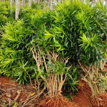 百合竹盆景