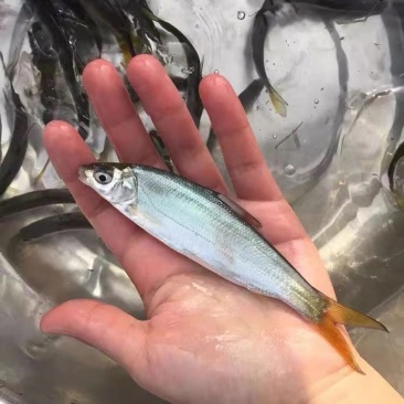 有货水产种苗黄尾鲴鱼苗黄尾鯝鱼苗黄尾鱼苗水花苗提供技术