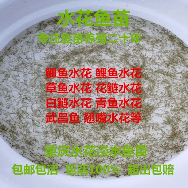 有货水产种苗黄尾鲴鱼苗黄尾鯝鱼苗黄尾鱼苗水花苗提供技术