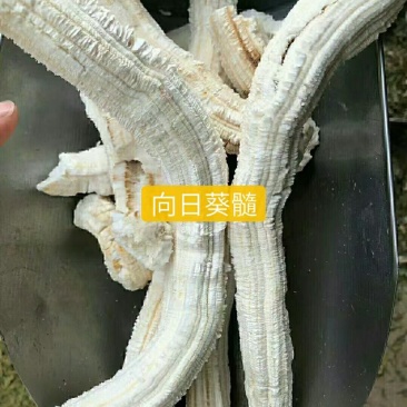 葵髓冷背中药材干货干净无杂质欢迎选购！