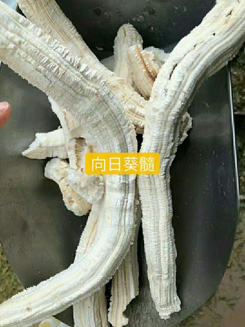 葵髓冷背中药材干货干净无杂质欢迎选购！