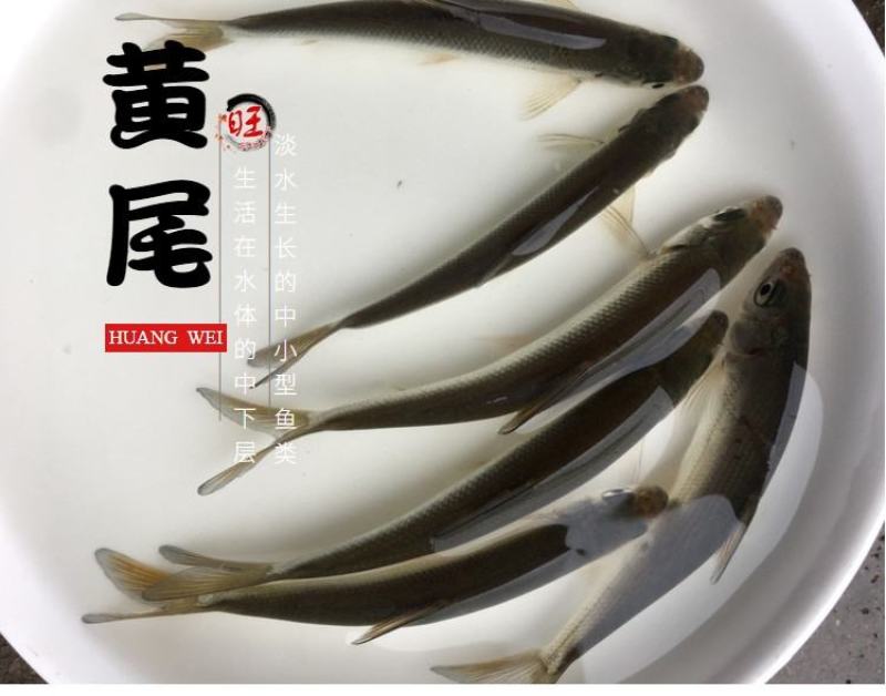 有货水产种苗黄尾鲴鱼苗黄尾鯝鱼苗黄尾鱼苗水花苗提供技术