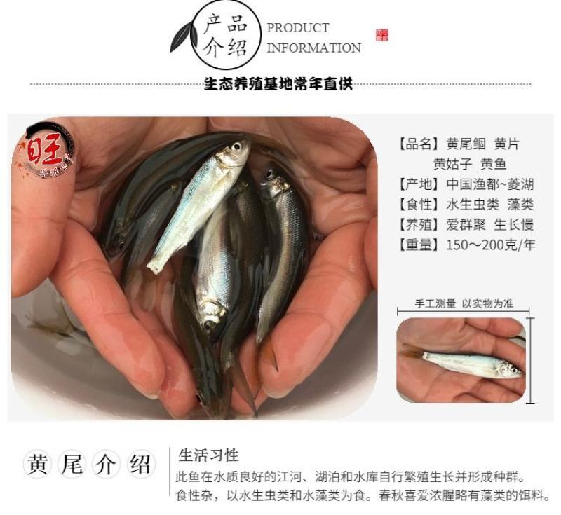 有货水产种苗黄尾鲴鱼苗黄尾鯝鱼苗黄尾鱼苗水花苗提供技术