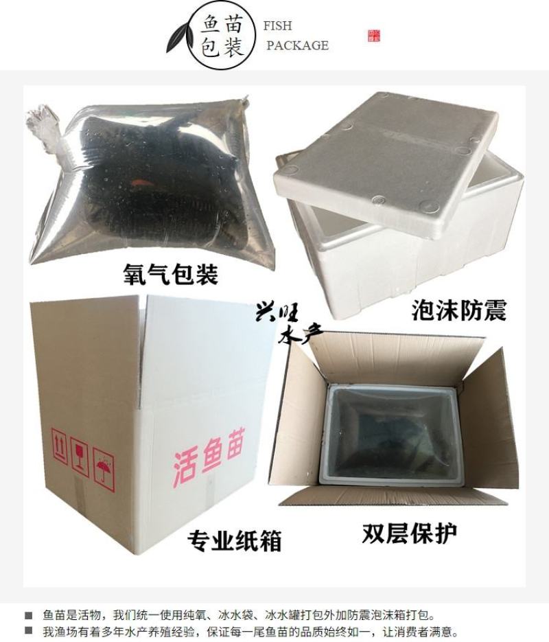 有货水产种苗黄尾鲴鱼苗黄尾鯝鱼苗黄尾鱼苗水花苗提供技术