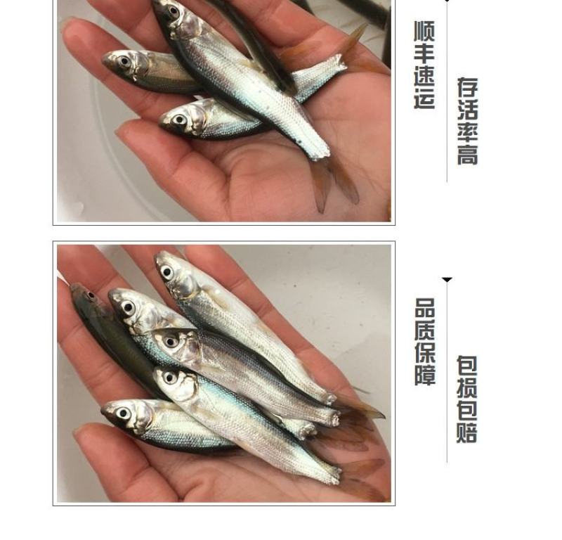 有货水产种苗黄尾鲴鱼苗黄尾鯝鱼苗黄尾鱼苗水花苗提供技术