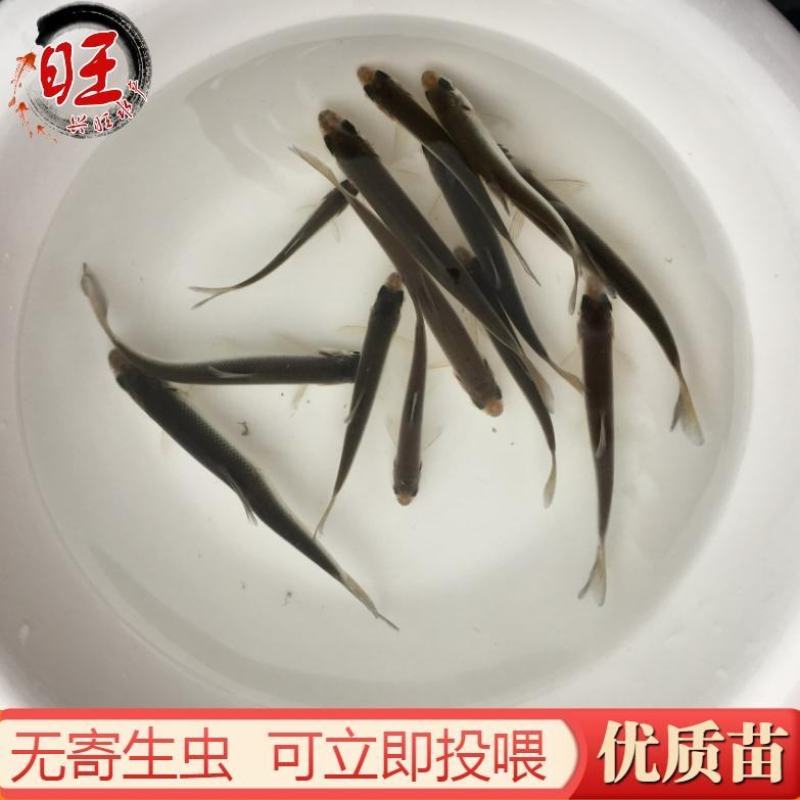 有货水产种苗黄尾鲴鱼苗黄尾鯝鱼苗黄尾鱼苗水花苗提供技术