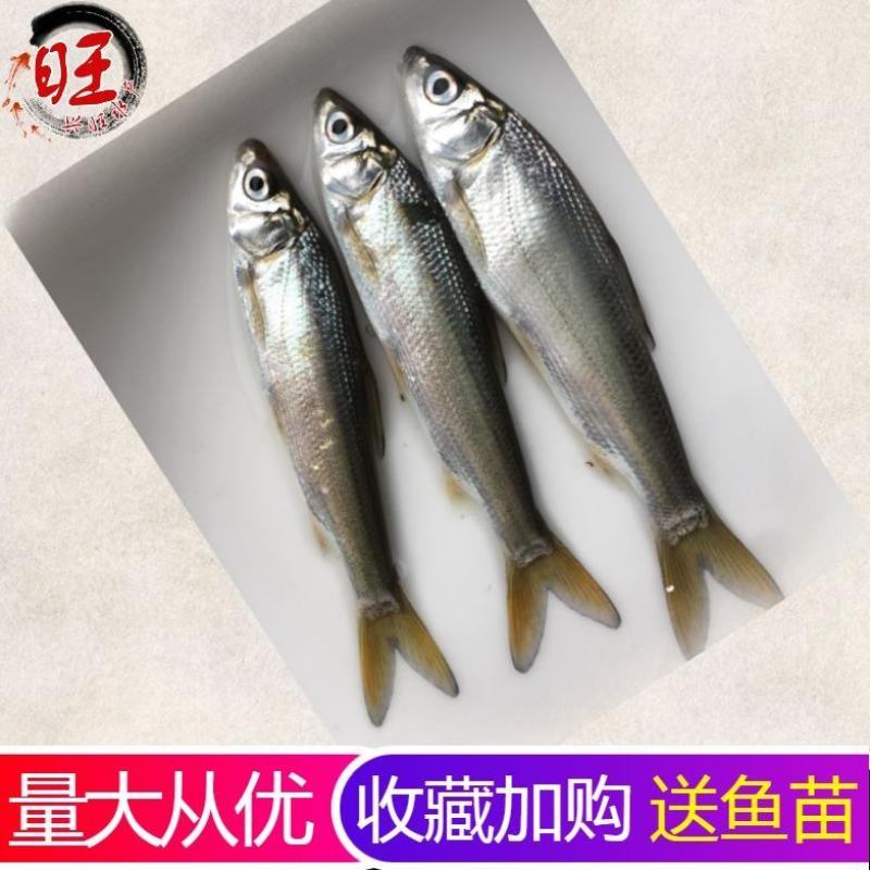 有货水产种苗黄尾鲴鱼苗黄尾鯝鱼苗黄尾鱼苗水花苗提供技术