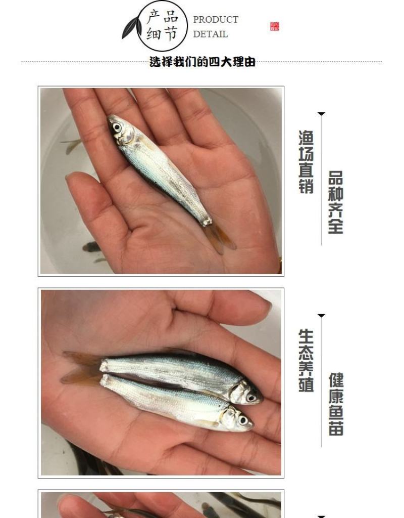 有货水产种苗黄尾鲴鱼苗黄尾鯝鱼苗黄尾鱼苗水花苗提供技术