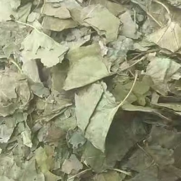 丁香叶冷背药材干货叶子量大从优干净无杂质