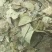 丁香叶冷背药材干货叶子量大从优干净无杂质