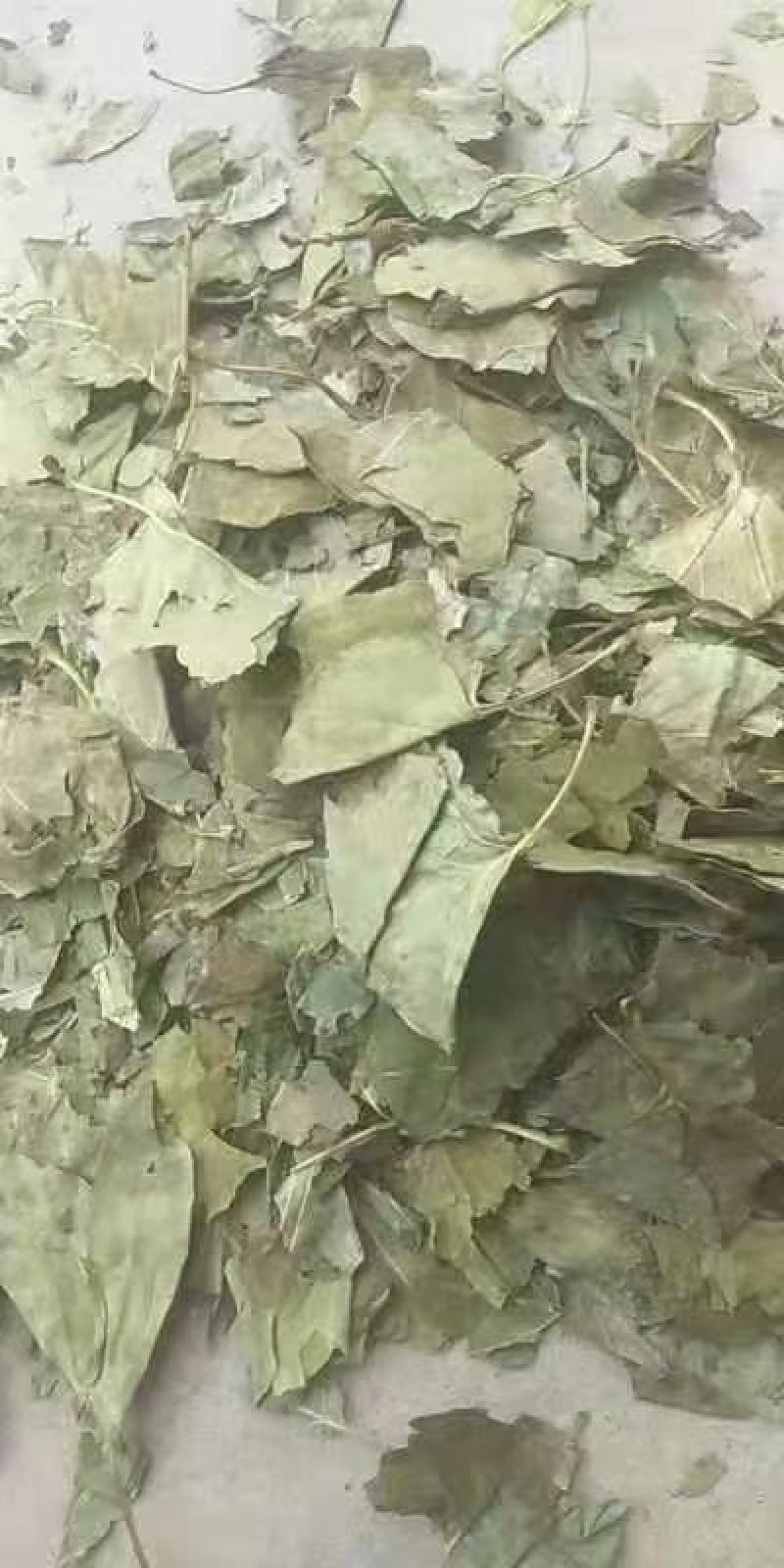 丁香叶冷背药材干货叶子量大从优干净无杂质