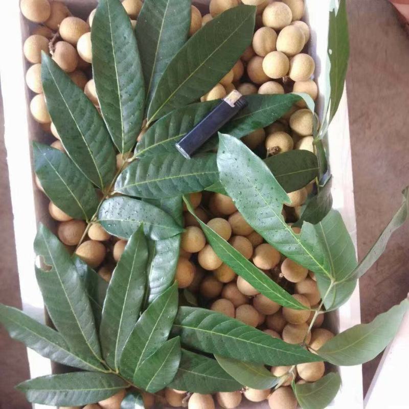 精品龙眼，储良