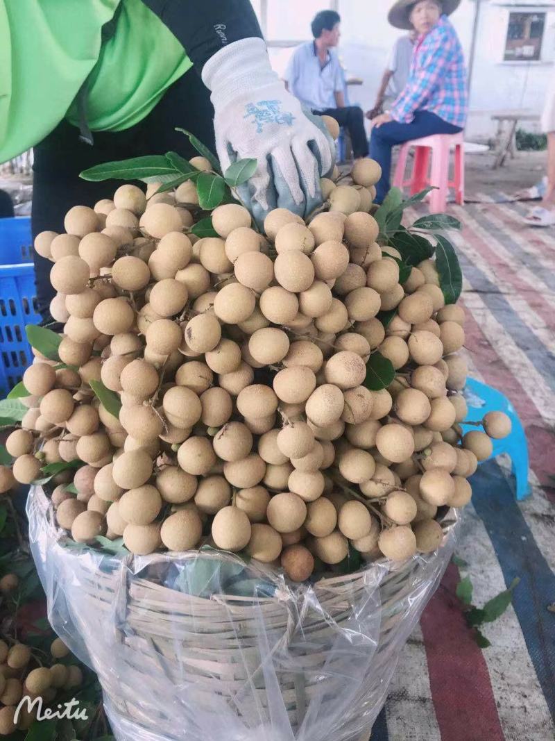 精品龙眼，储良