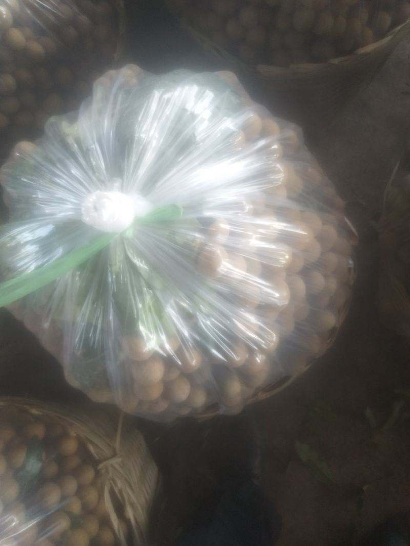 精品龙眼，储良