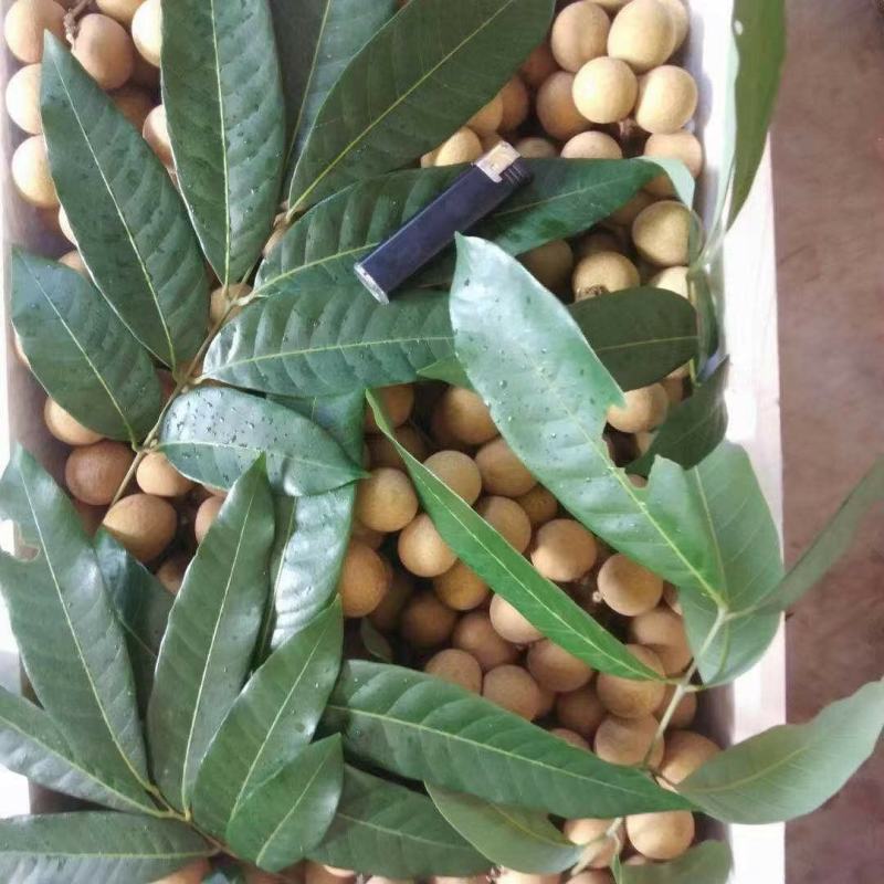 精品龙眼，储良