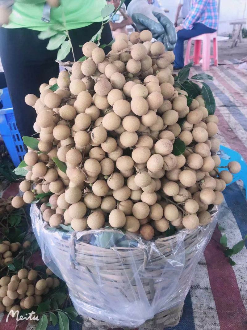 精品龙眼，储良