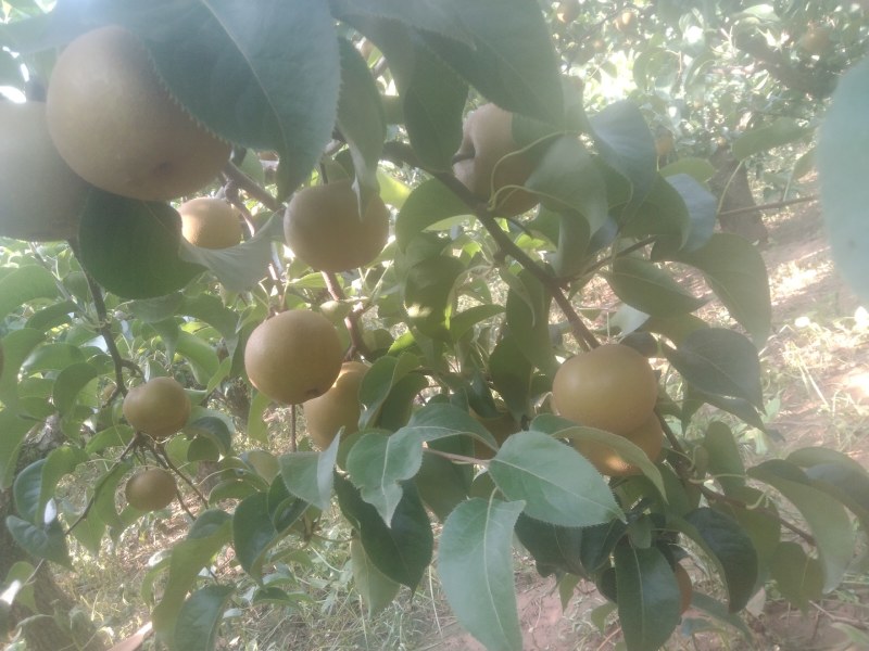 圆黄梨自家种植百亩沙地精品圆黄梨光果，机不再失，失不再来