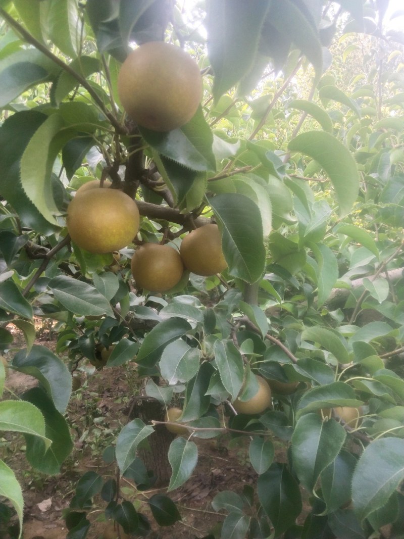 圆黄梨自家种植百亩沙地精品圆黄梨光果，机不再失，失不再来