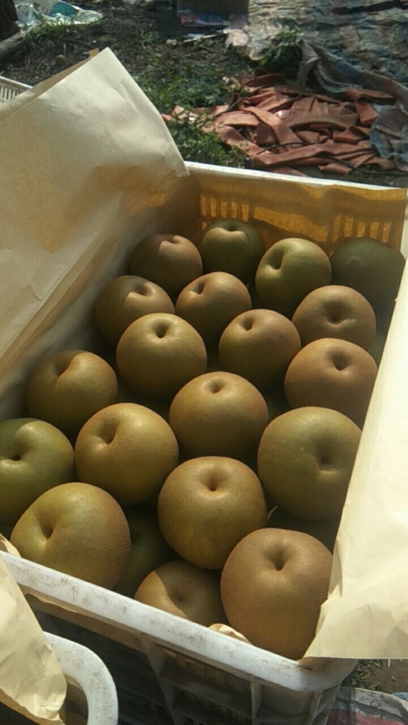 圆黄梨自家种植百亩沙地精品圆黄梨光果，机不再失，失不再来